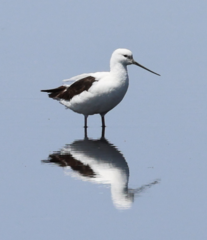 Cladorhynchus leucocephalus