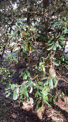 Banksia integrifolia