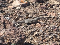 Crotaphytus bicinctores