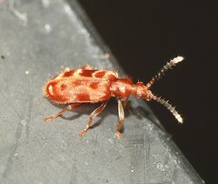 Lemodes coccinea