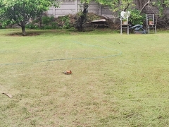 Upupa epops africana