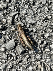 Melanoplus differentialis