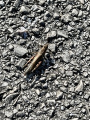 Melanoplus differentialis