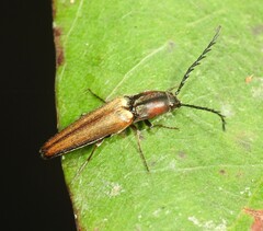 Elateridae