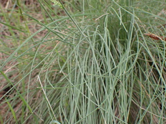 Poa rodwayi