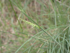 Poa rodwayi