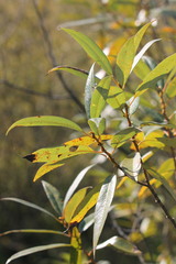 Salix lasiandra
