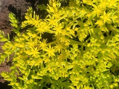 Sedum mexicanum