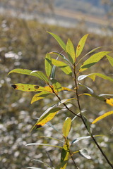 Salix lasiandra