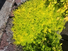 Sedum mexicanum