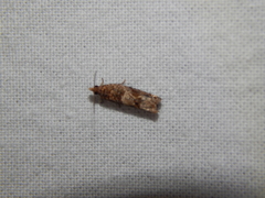 Crocidosema plebejana