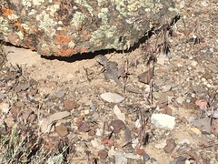 Crotaphytus bicinctores