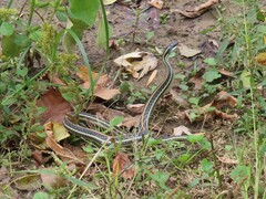 Thamnophis proximus proximus