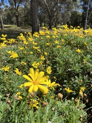 Euryops