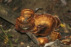 Microporus