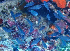 Acanthochromis polyacanthus