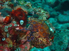 Hapalochlaena lunulata