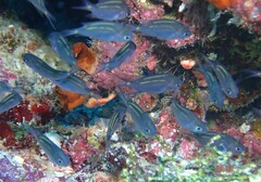 Acanthochromis polyacanthus