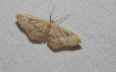 Scopula spoliata