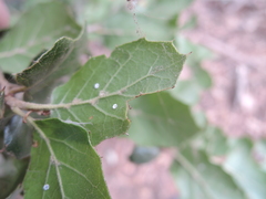 Aleuroplatus coronata