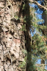 Picea sitchensis