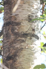 Betula papyrifera