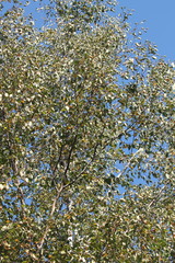 Betula papyrifera