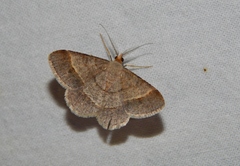 Isturgia deerraria