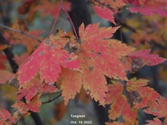 Acer pseudosieboldianum