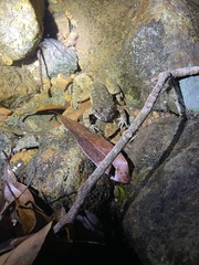 Quasipaa exilispinosa