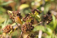 Physocarpus capitatus