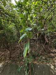 Mucuna macrocarpa