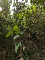 Mucuna macrocarpa