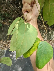 Mucuna macrocarpa