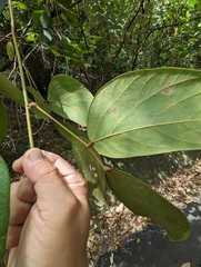 Mucuna macrocarpa