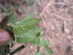 Aleuroplatus coronata