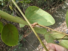 Mucuna macrocarpa