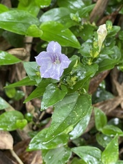 Strobilanthes flexicaulis