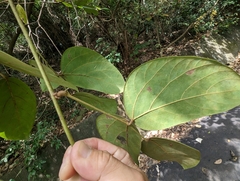 Mucuna macrocarpa