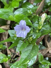 Strobilanthes flexicaulis