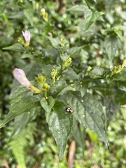 Strobilanthes flexicaulis