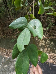 Mucuna macrocarpa