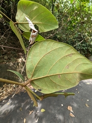 Mucuna macrocarpa