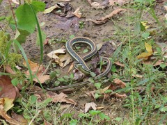 Thamnophis proximus proximus