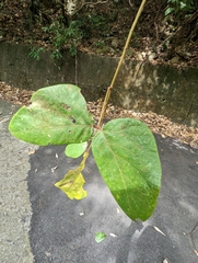 Mucuna macrocarpa