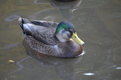 Anas rubripes × platyrhynchos