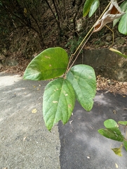 Mucuna macrocarpa