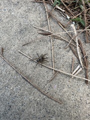 Artoriopsis