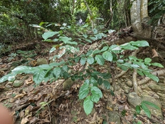 Glochidion zeylanicum