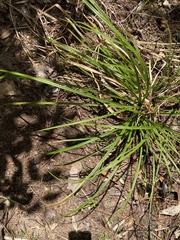 Carex uncinata